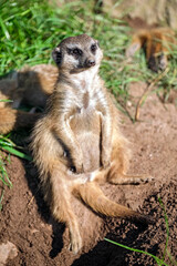 Erdmännchen ( Suricata suricatta ).