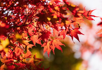 Autumn leaves at gomyo dam , red maple leaves , higashikagawa city, Kagawa, Shikoku, Japan
