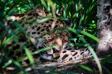 Fototapeta na wymiar Amurleopard ( Panthera pardus orientalis ).
