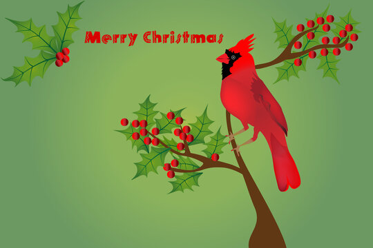 Christmas card cardinal bird and holly berries. Christmas greetings card New Year design ornament decoration green background vector image design