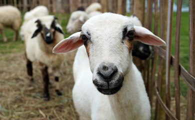 Fototapeta premium close up of cute sheep