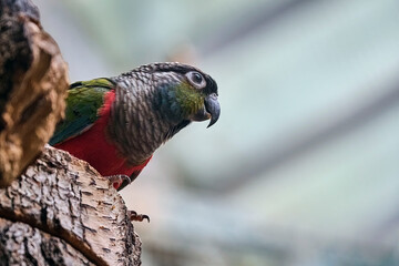 Rotbauchsittich ( Pyrrhura perlata ).