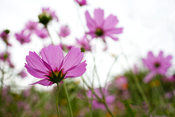 Back of pink cosmos flower in cosmos field in white sky from Thailand.
