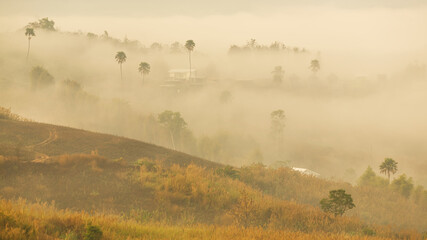 Fototapeta premium The scenery of morning fog in the hill with trees, grasses, and buildings from Thailand.