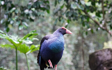blue bird in the forest