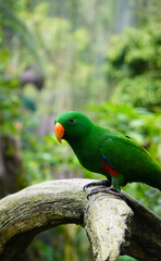 green winged macaw
