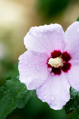 Obraz premium Pink hibiscus flower in the open state after rain with water droplets. Front view.