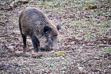 Wildschwein ( Sus scrofa ).