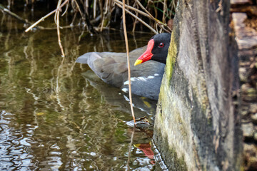 Teichralle ( Gallinula chloropus ), Teichhuhn.