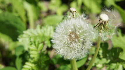 Dandelion bloomed, dandelion flower seeds
