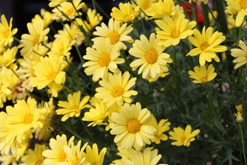 yellow flowers in the garden