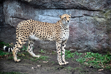 Südafrikanische Gepard ( Acinonyx jubatus jubatus ).