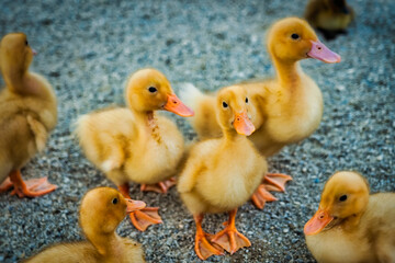 The lost wandering duckling among the flock.