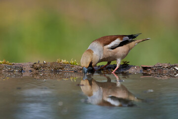 Hawfinch ,,Coccothraustes coccothraustes,, in amazing wild danubian forest, Slovakia, Europe