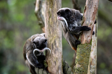 Kaiserschnurrbarttamarin ( Saguinus imperator ).