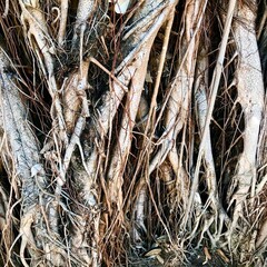 Close up image of the complex root system of an asian Banyan tree. The roots and trunk form a sprawling interwoven mass of tangles roots and branches.