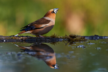 Hawfinch ,,Coccothraustes coccothraustes,, in amazing wild danubian forest, Slovakia, Europe