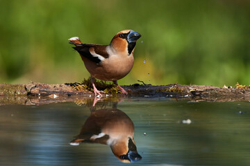 Hawfinch ,,Coccothraustes coccothraustes,, in amazing wild danubian forest, Slovakia, Europe
