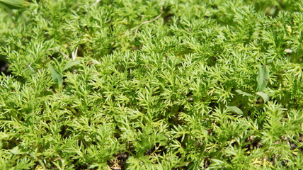 A green glade of fresh grass on a sunny day