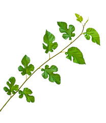 Branch of mulberry isolated on white background