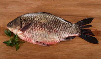 common carp in studio