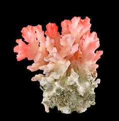 Coral isolated on black background © Dmitry
