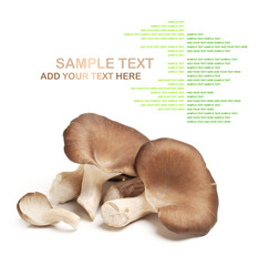 oyster mushrooms on white background