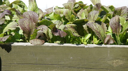 Mustard leaves in the garden.