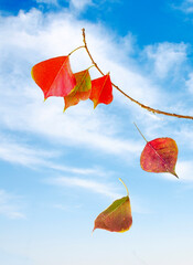 branch with colorful leaves at autumn