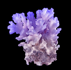 Coral isolated on black background
