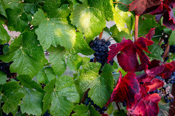 A close up view of green leaves on grapevines in an Oregon vineyard is punctuated by a few vivid red leaves. 