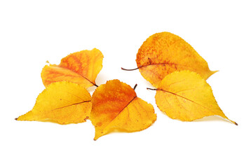 Leaf isolated on a white background