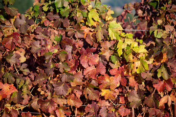 A full frame view of grape leaves in fall colors under bright sun in an Oregon vineyard, a background texture.