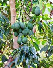 Close up of Branch of avocado