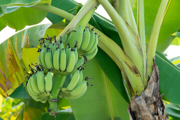 Raw cavendish banana fruit on the tree in garden at Thailand.
