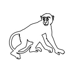 monkey