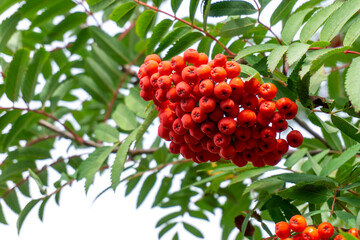 Viburnum branch with a bouquet of ripe red berries