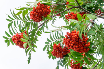 Viburnum branch with a bouquet of ripe red berries