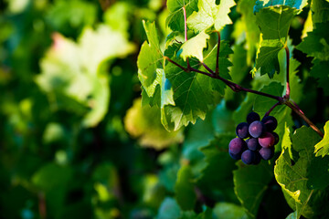 Sun and shadow bring out the green leaves and purple grapes in this close up view of grapevines in an Oregon vineyard.
