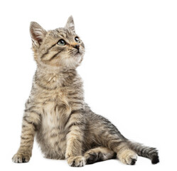 Cute striped kitten isolated on a white background.
