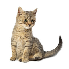 Cute striped kitten isolated on a white background.