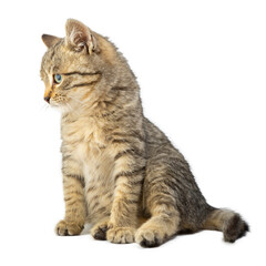 Cute striped kitten isolated on a white background.