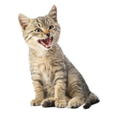 Cute striped kitten isolated on a white background.