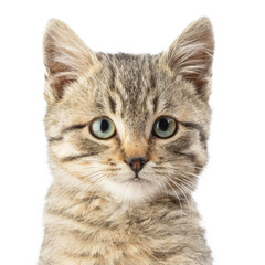 Cute striped kitten portret isolated on a white background.
