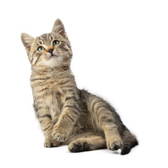 Obraz premium Cute striped kitten isolated on a white background.