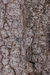 Texture of tree bark as background, closeup view