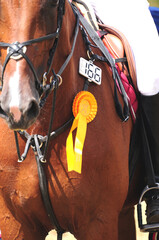 Reitsport