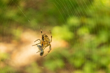 A spider drinks blood from its victim with a web wrapped around it. A forest spider and its prey on a web against a background of a blurry green forest. Close-up.