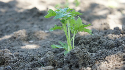 Tomato seedling in fertile soil