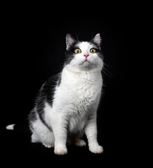 Fototapeta na wymiar stray cat in studio